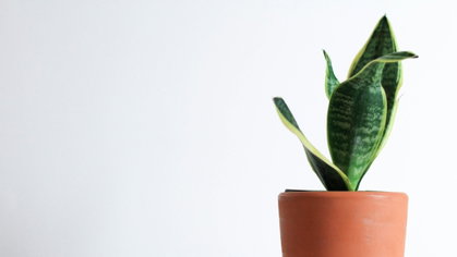 4 plantas para encher a casa de vida no outono em Portugal e cuidados a ter