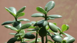 5 plantas quase impossíveis de matar: sobrevivem com pouca água e pouca luz