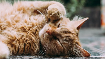 Animais de estimação e os pelos no sofá: o truque que limpa a casa em minutos