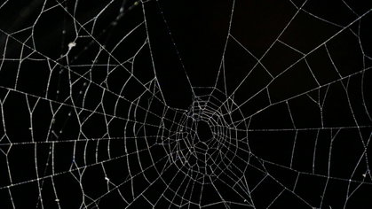 Aranhas em casa? 6 coisas que as atraem e como afastá-las