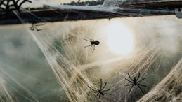 As aranhas passam o inverno escondidas. Há um local da casa que merece atenção