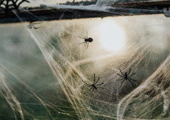 As aranhas passam o inverno escondidas. Há um local da casa que merece atenção
