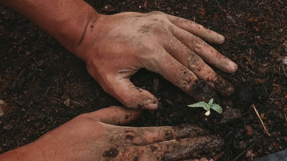 Borras de café nas plantas: o erro que pode prejudicar o crescimento