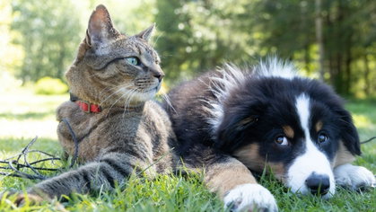 Cuidado com estas 8 plantas: algumas podem ser perigosas para cães e gatos