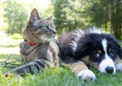 Cuidado com estas 8 plantas: algumas podem ser perigosas para cães e gatos