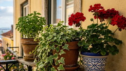 Estas são as melhores plantas para varandas pequenas com muito sol e pouco espaço