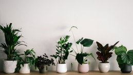 Estes 7 lugares podem prejudicar o crescimento das plantas