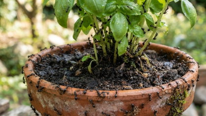 Formigas nos vasos das plantas não são o verdadeiro problema. Saiba o que as está a atrair