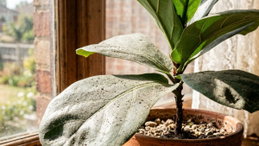 Pó acumulado nas folhas das plantas. A forma certa de as limpar