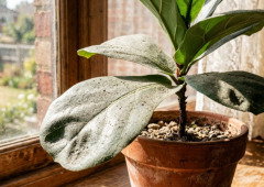 Pó acumulado nas folhas das plantas. A forma certa de as limpar