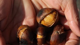 Se as castanhas não descascam, este é o erro que está a cometer