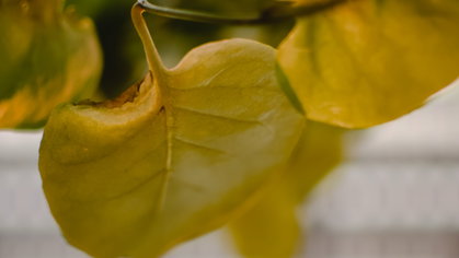 Se as folhas das plantas estão a ficar amarelas, a causa pode não ser a que pensa