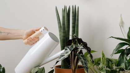 Se rega as plantas todos os dias, está a cometer um tremendo erro