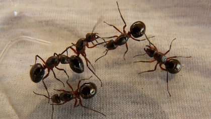 Tem formigas em casa? 3 formas eficazes de acabar com uma praga